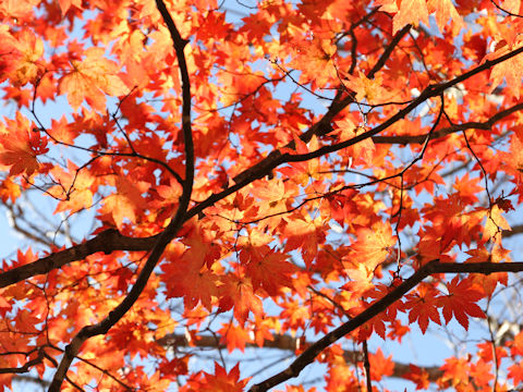 Acer sieboldianum