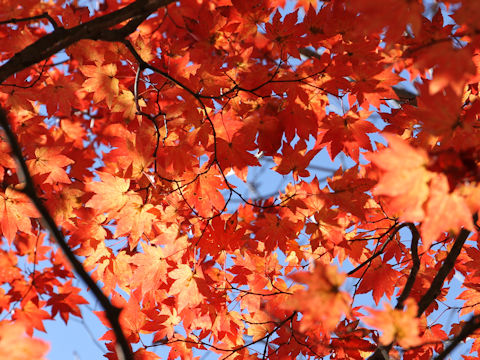 Acer sieboldianum