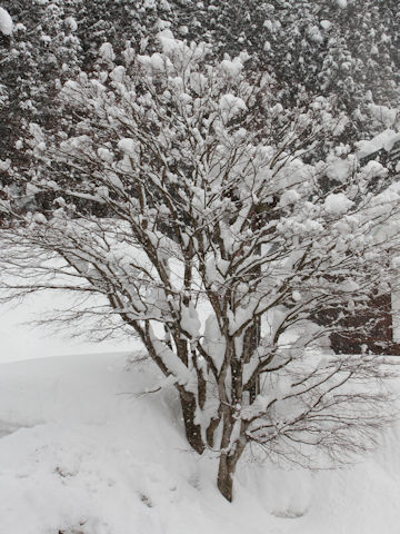 Acer sieboldianum