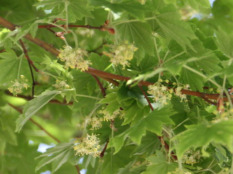 Acer sieboldianum