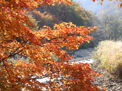 Acer sieboldianum