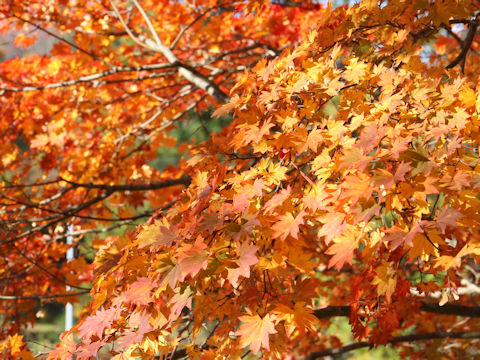 Acer sieboldianum