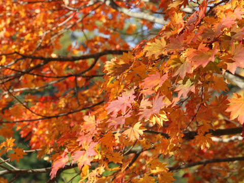 Acer sieboldianum