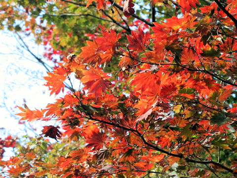 Acer sieboldianum