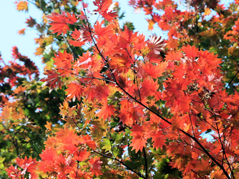 Acer sieboldianum