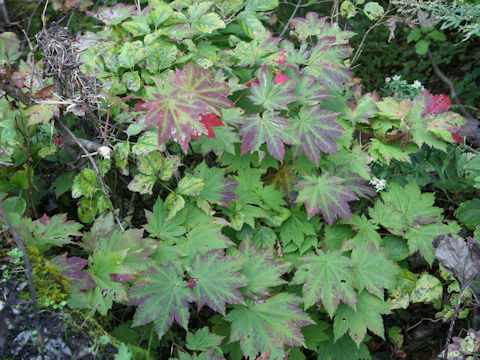 Acer sieboldianum