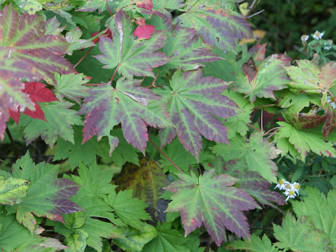 Acer sieboldianum