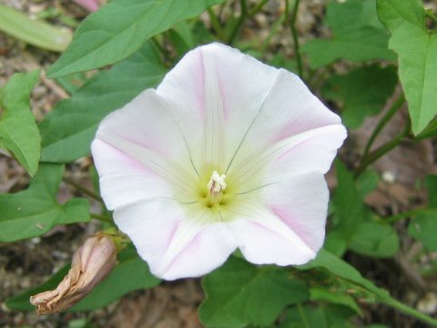 Calystegia hederacea