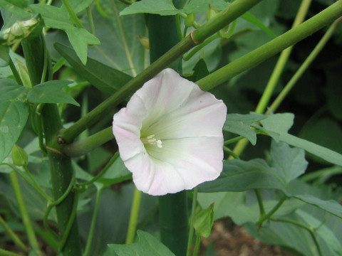 Calystegia hederacea