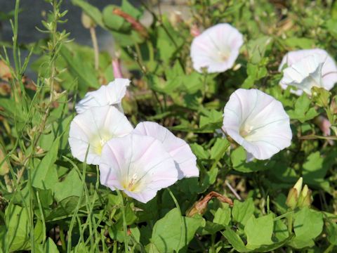 Calystegia hederacea