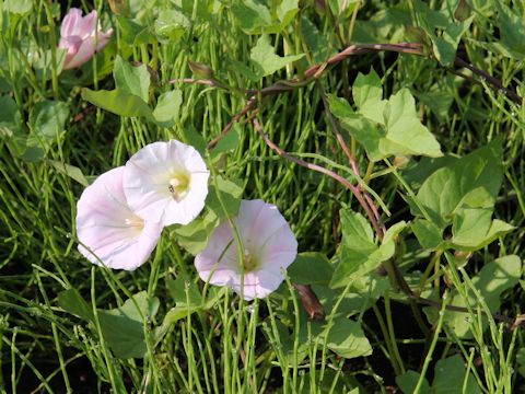 Calystegia hederacea