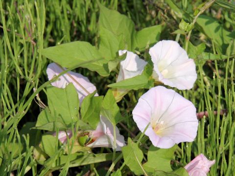 Calystegia hederacea