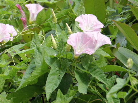 Calystegia hederacea