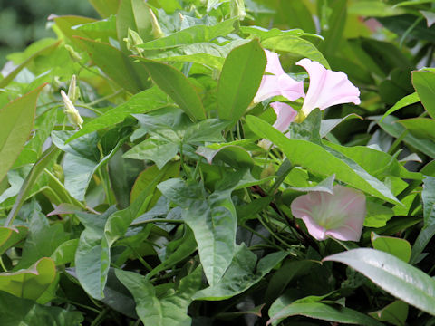 Calystegia hederacea