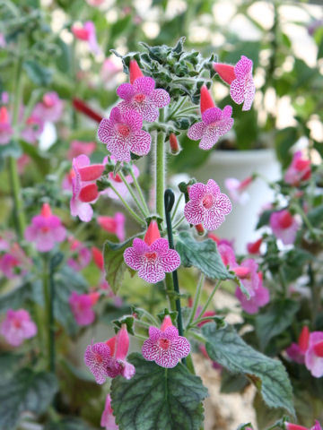 Kohleria cv. Sun Shine