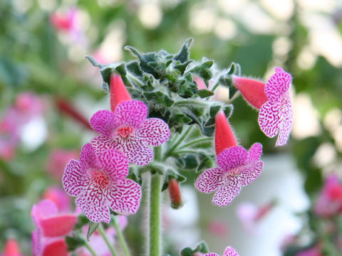 Kohleria cv. Sun Shine