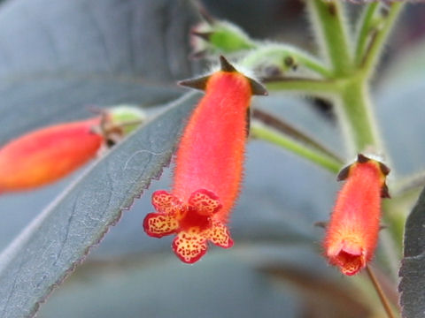 Kohleria cv. Dark Velvet