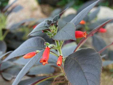 Kohleria cv. Dark Velvet