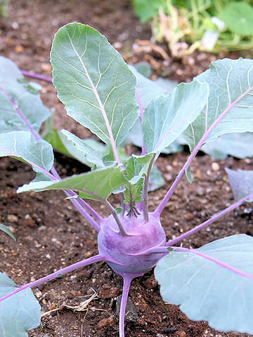 Brassica oleracea var. gonygylodes