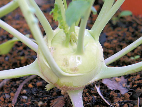 Brassica oleracea var. gonygylodes