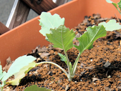 Brassica oleracea var. gonygylodes