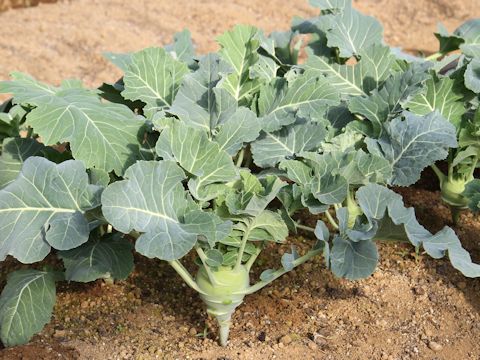 Brassica oleracea var. gonygylodes