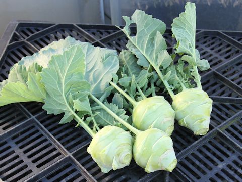 Brassica oleracea var. gonygylodes