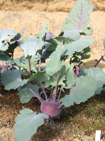 Brassica oleracea var. gonygylodes