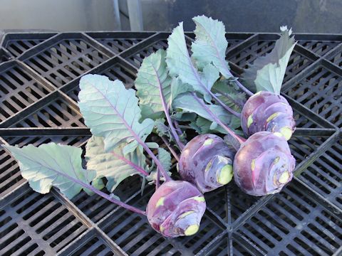 Brassica oleracea var. gonygylodes