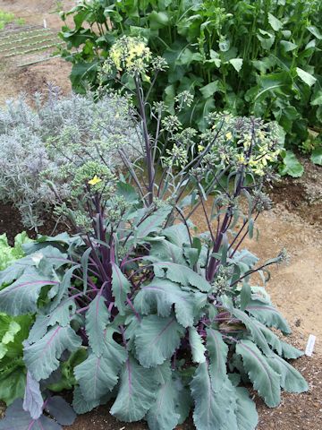 Brassica oleracea var. gonygylodes