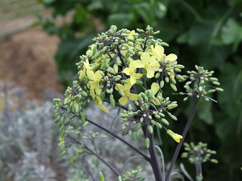 Brassica oleracea var. gonygylodes