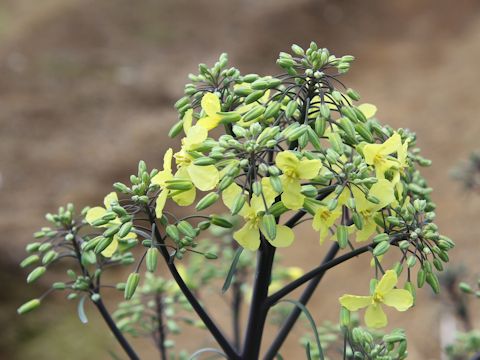 Brassica oleracea var. gonygylodes