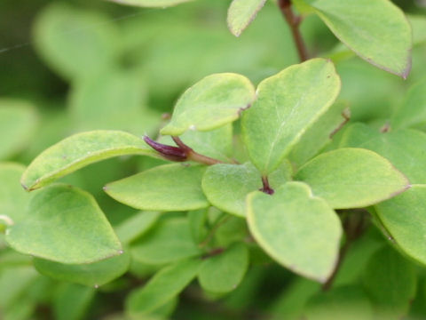 Lonicera linderifolia var. konoi