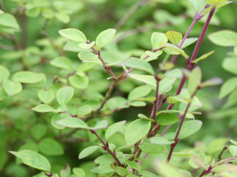 Lonicera linderifolia var. konoi