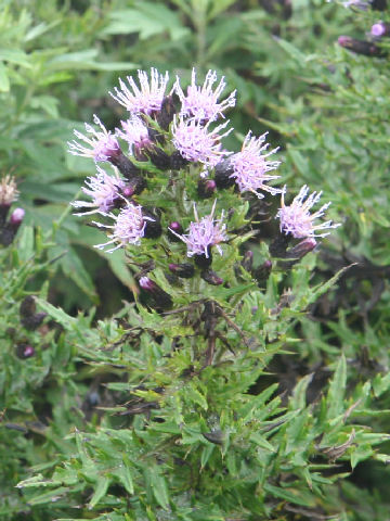 Cirsium confertissimum