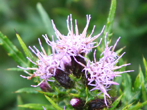 Cirsium confertissimum