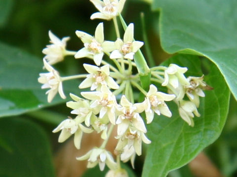 Cynanchum wilfordii