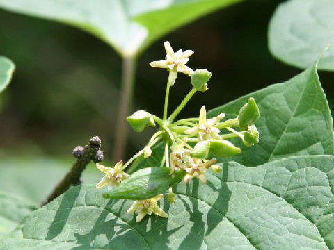 Cynanchum wilfordii