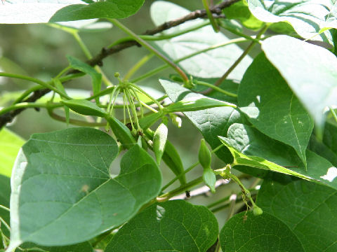 Cynanchum wilfordii