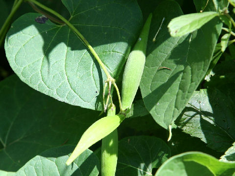 Cynanchum wilfordii