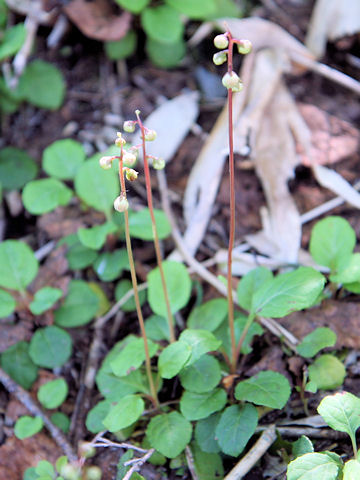 Pyrola alpina