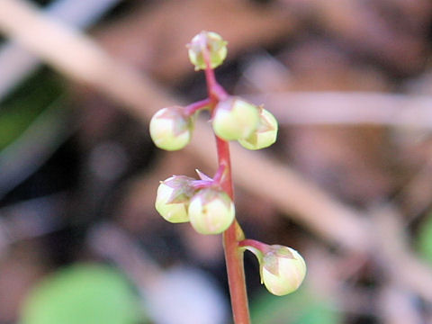 Pyrola alpina