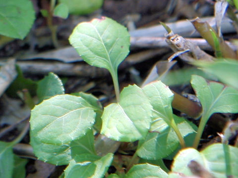 Pyrola alpina