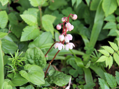 Pyrola alpina