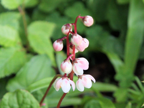 Pyrola alpina