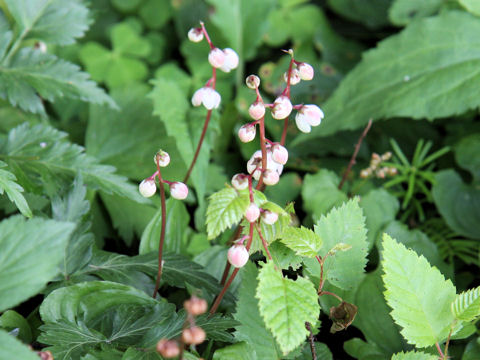 Pyrola alpina