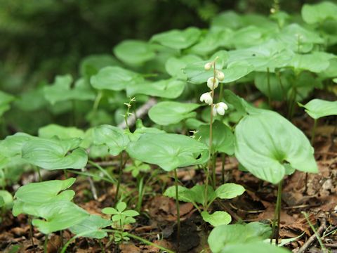 Pyrola alpina