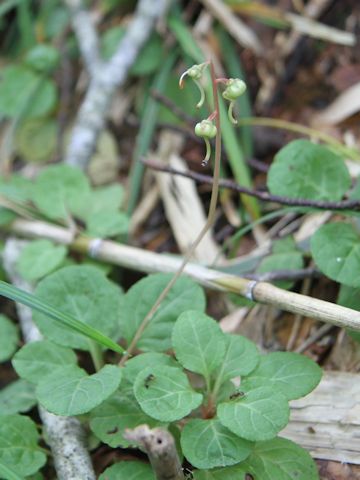 Pyrola alpina