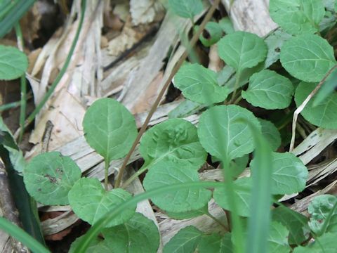 Pyrola alpina