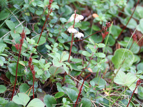 Pyrola alpina